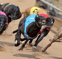 In China stadium with dog races closed due to animal cruelty